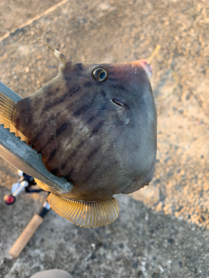 泉佐野一文字リベンジ！