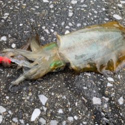 トップでハマチ