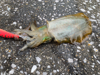 トップでハマチ