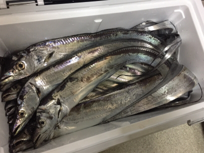 神戸港は活性高い!