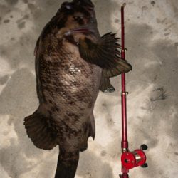 水温下がってお魚元気！