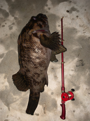 水温下がってお魚元気！