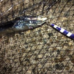 青物狙いでしたがタチウオ三昧^_^