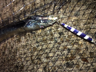 青物狙いでしたがタチウオ三昧^_^