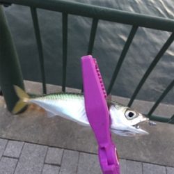 大阪湾奥アジング デイゲームで豆アジ