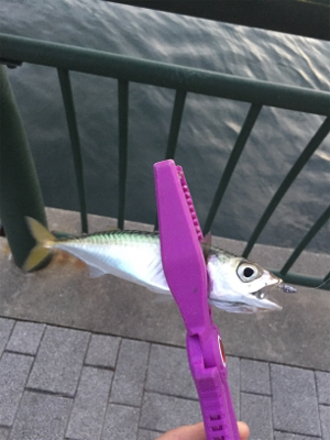 大阪湾奥アジング デイゲームで豆アジ