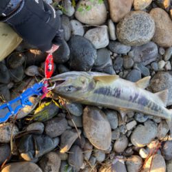 寒河江鮭有効利用調査2日目