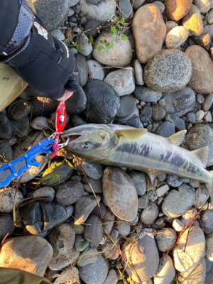 寒河江鮭有効利用調査2日目