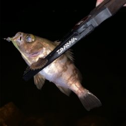 マル秘ポイントにてメバリング