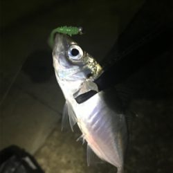 仕事帰りのアジング