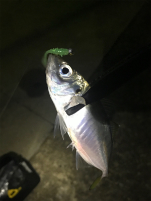 仕事帰りのアジング