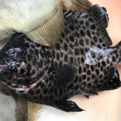 ノマセと五目釣り