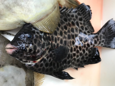 ノマセと五目釣り