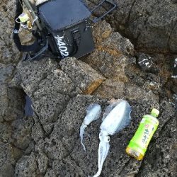 アオリイカ秋エギング