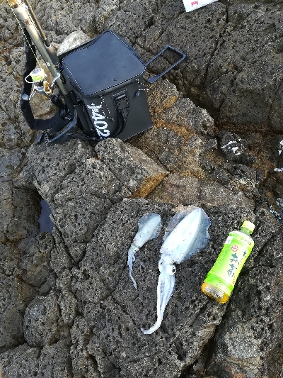 アオリイカ秋エギング