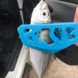 久々のサビキ釣り