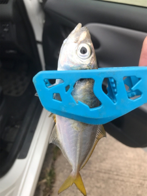 久々のサビキ釣り