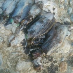 アオリイカ5杯！！　現在131杯！！