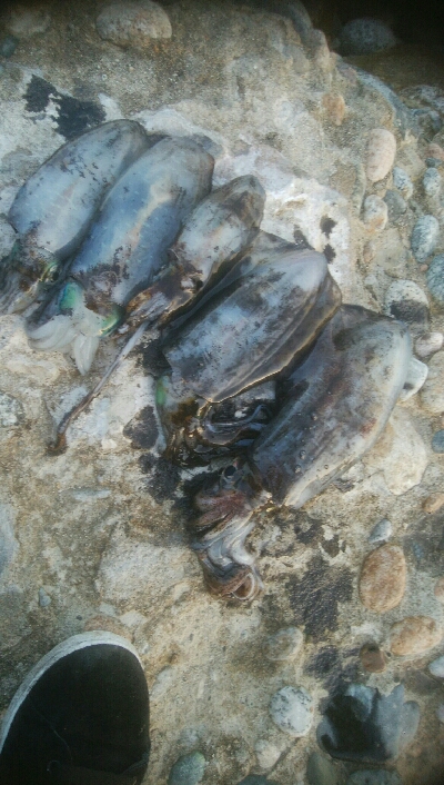 アオリイカ5杯！！　現在131杯！！