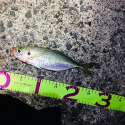 イカさん成長中