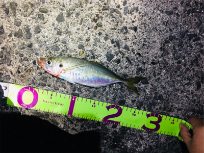 イカさん成長中