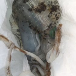 久しぶりのイカ