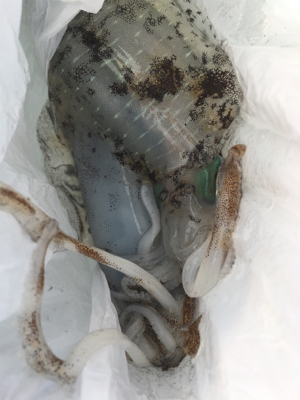 久しぶりのイカ