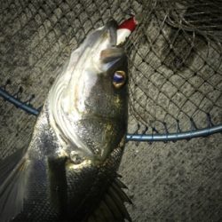 シーバス?黒鯛!