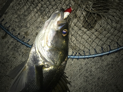 シーバス?黒鯛!