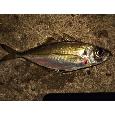 短い秋と冬支度する魚たち