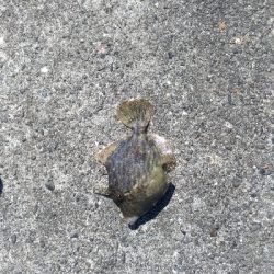 10/5釣果ハマチメバルハゲデカアジ豆アジガシラゴンズイ他色々