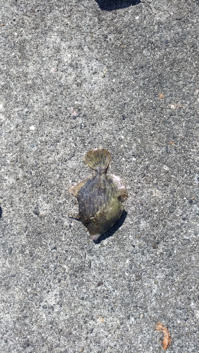 10/5釣果ハマチメバルハゲデカアジ豆アジガシラゴンズイ他色々