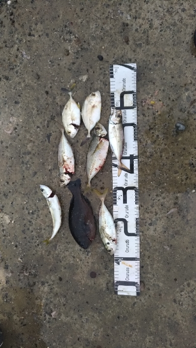 10/19釣果チヌ14枚グレデカアジ太刀魚…