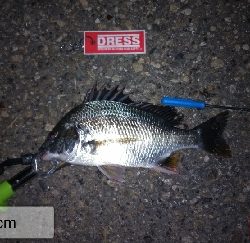 漸くマトモなのが居た