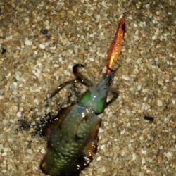 シャローでエギング