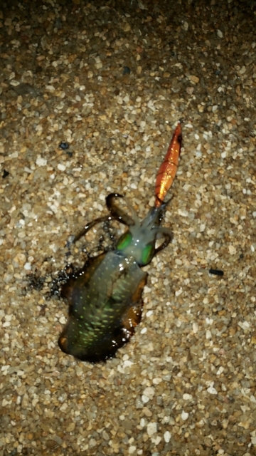 シャローでエギング