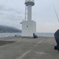 タチウオよ 何処へ?