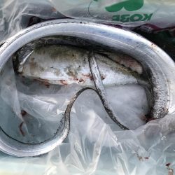 タチウオかと思いきや、大サバ！