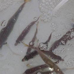 ハマチかと思ったら！？