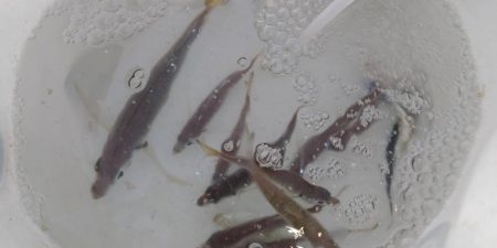 ハマチかと思ったら！？