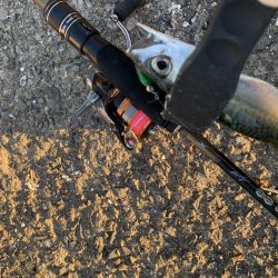 初場所アジング