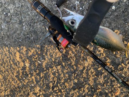 初場所アジング