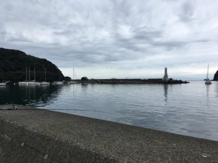 キジハタ メッキ