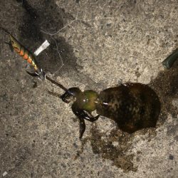 やっと良型ゲット