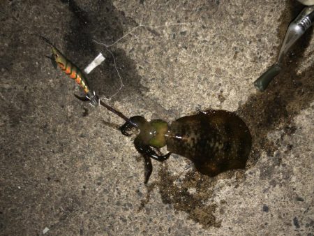 やっと良型ゲット