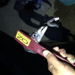 人工島青物リベンジ