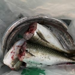 サバかと思ったらアジ！