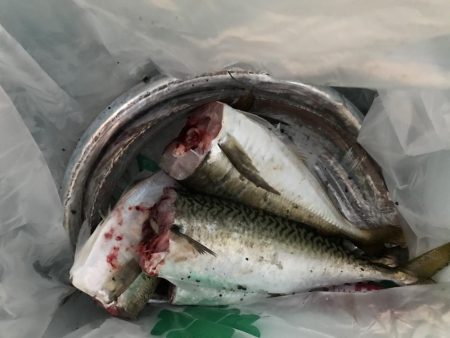 サバかと思ったらアジ！