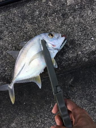 河口でのメッキゲーム