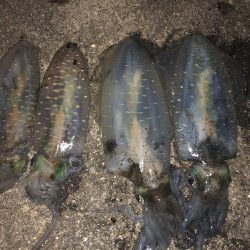 台風後のエギング